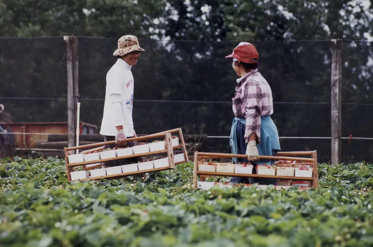 Strawberry pickers, Papakura, 1998