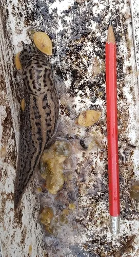 Leopard Slug