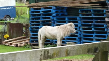 Domestic Horse Image: Domestic Horse