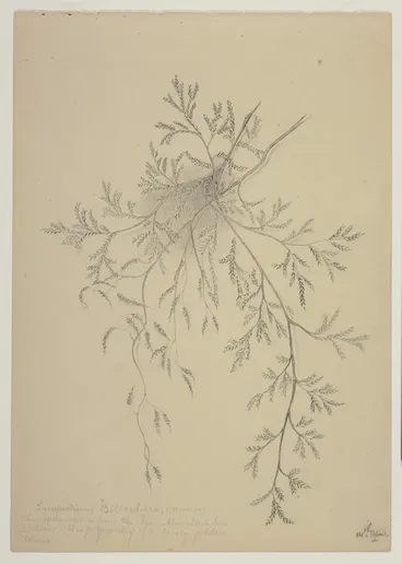 Image: Harris, Emily Cumming, 1837-1925: Lycopodium Billardieri, varium. This specimen is from the Dun Mountain Line, Nelson. It is frequently of a lovely golden colour. 14th April [1890s].
