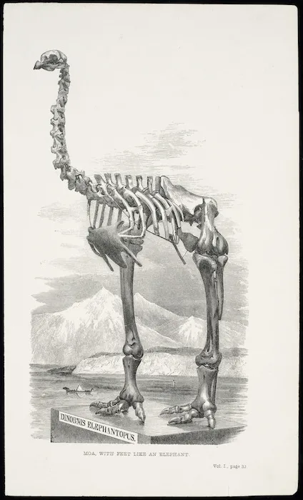 Artist unknown :Moa with feet like an elephant. Dinornis elephantopus. Vol. I, page 32. [London, John Murray, 1859]