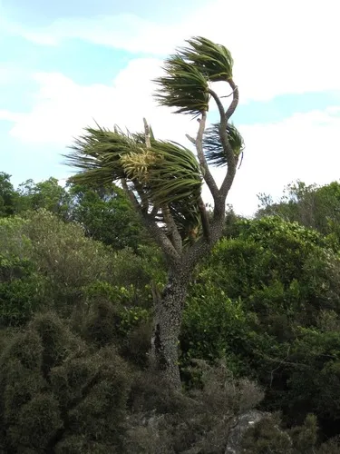 New Zealand cabbage tree