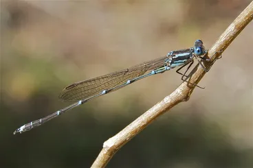 Image: Blue Damselfly