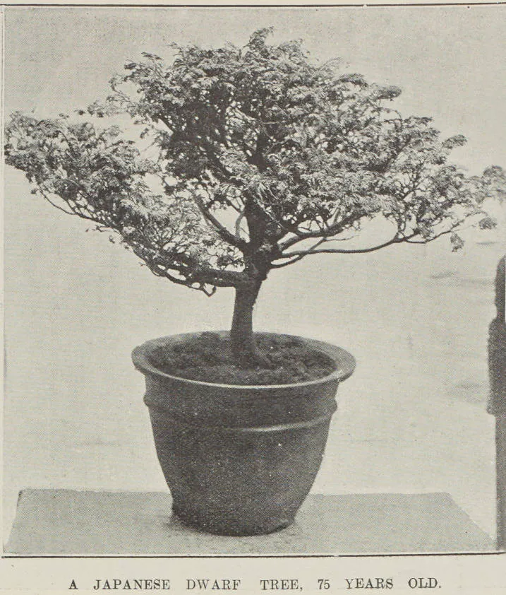 A Japanese dwarf tree, 75 years old