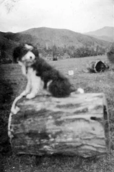Image: Log dog kennels, 'Ratanui'