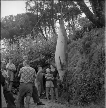 Image: Opo the dolphin, Opononi