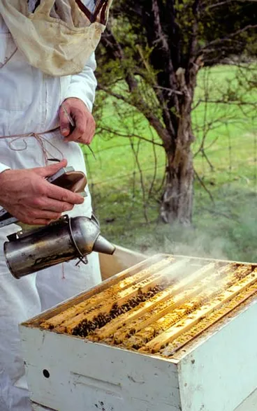 Image: Smoking the hive