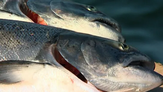 Kai Time on the Road (Series 10, Episode 26)