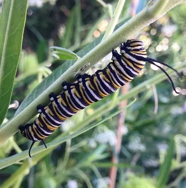 Monarch Image: Monarch