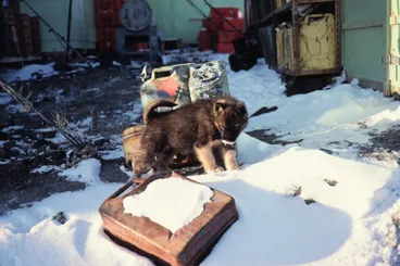 Image: Husky Puppy Outside Hangar