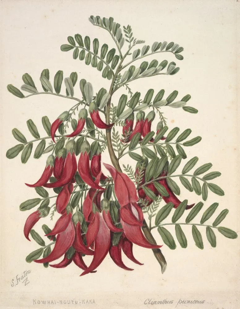 Kowhai-ngutu-kaka. Clianthus puniceus