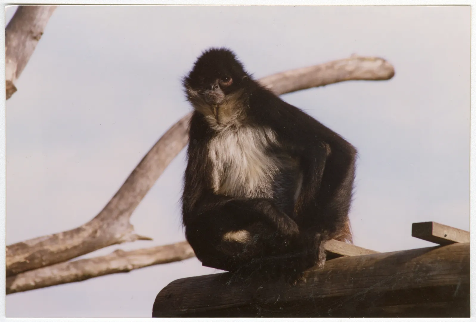 Spider Monkey at Orana Wildlife Park