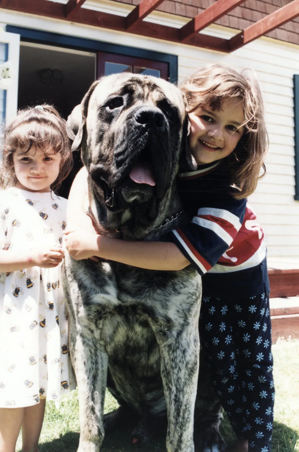 English Mastiff 'Zeus'; NZ's second-largest dog, with Janaye and Tylah, 6, Kirtikar.