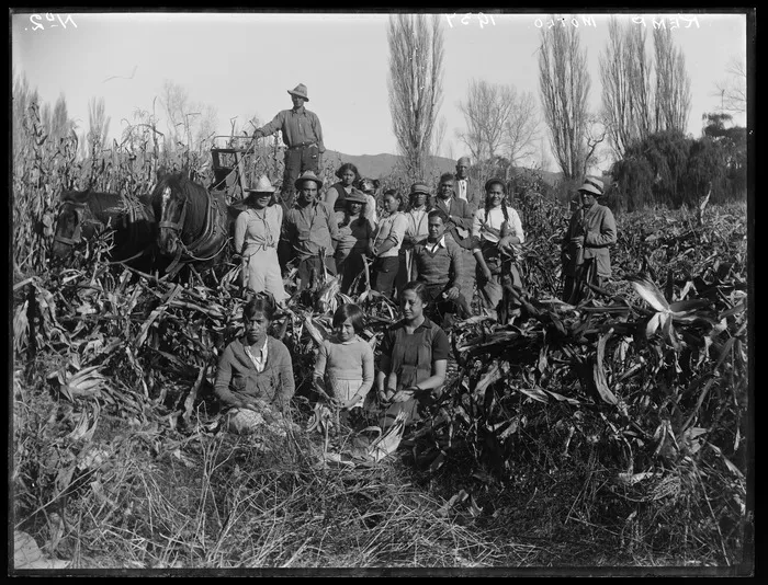 Maori family group with a maize crop