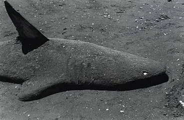 Image: Shark