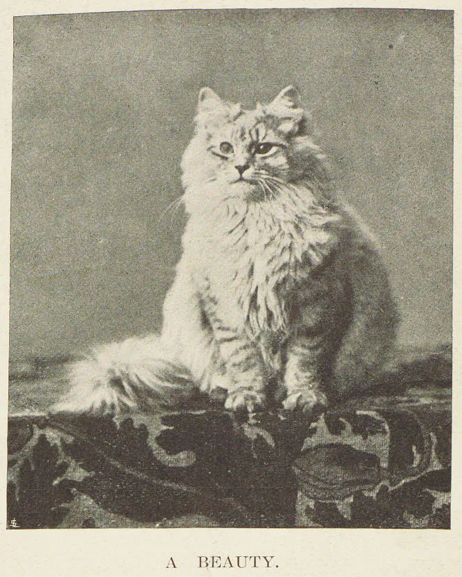 A beauty cat