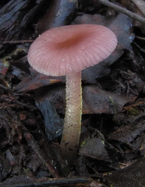 Pink Waxgill (Hygrocybe versicolor ?)