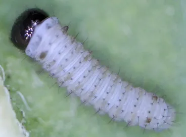 Monarch Image: Monarch