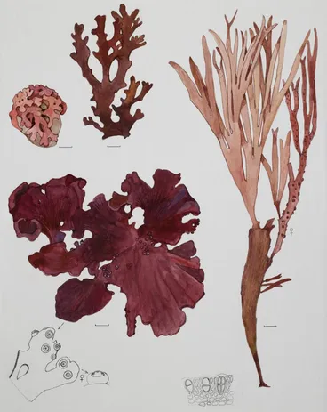 Image: Red seaweeds