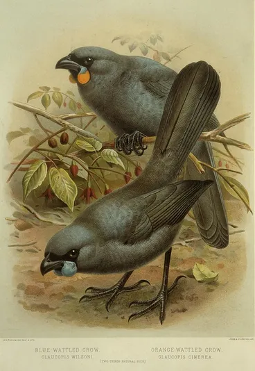 Image: Keulemans, John Gerrard 1842-1912 :Blue-wattled crow, Glaucopis wilsoni. Orange-wattled crow, Glaucopis cinerea. (Two-thirds natural size). / J. G. Keulemans delt. & lith. [Plate I. 1888].