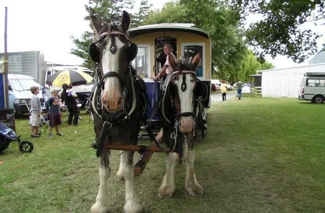 Clydesdale Horses
