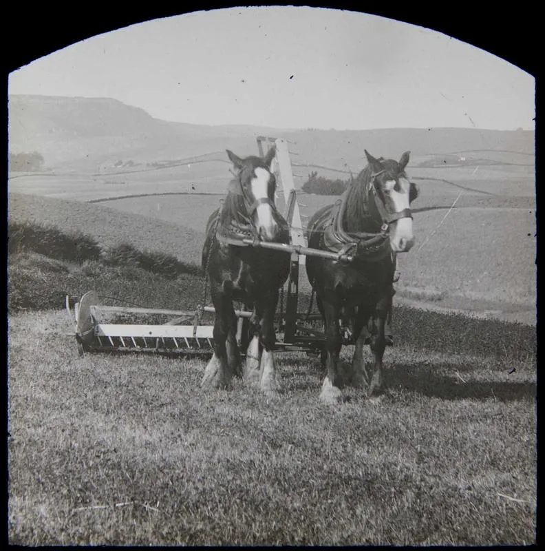 Clydesdales harvesting. Elderslie Estate