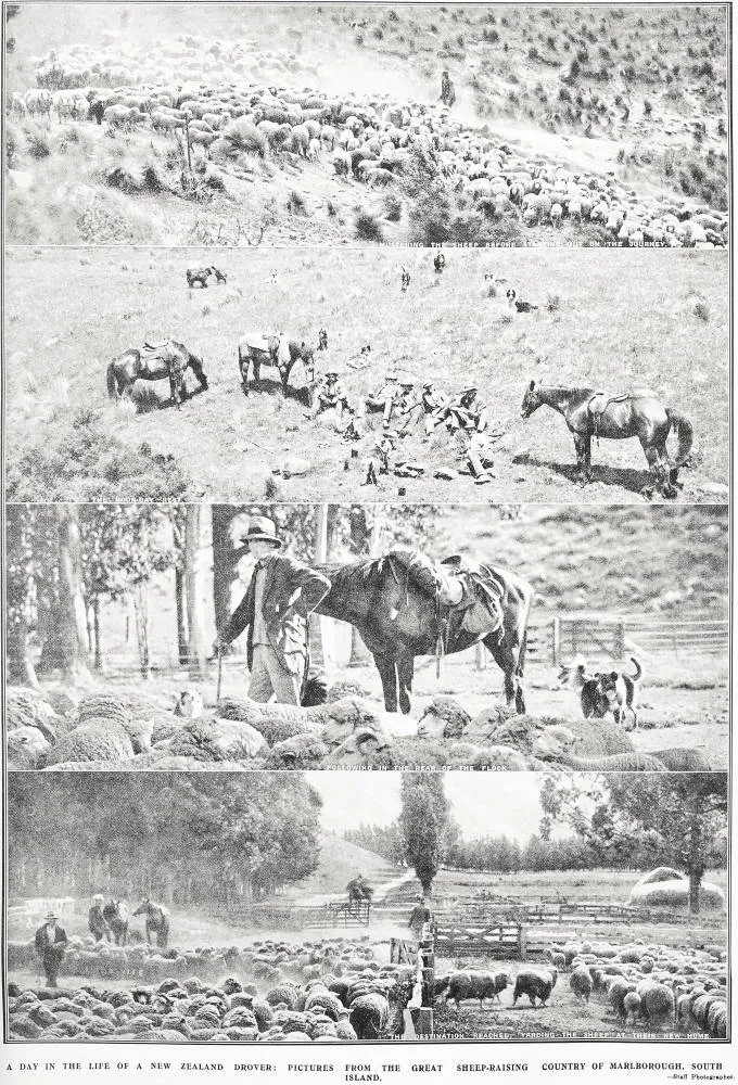 A Day in the Life of a New Zealand Drover: Pictures from the Great Sheep-Raising Country of Marlborough, South Island