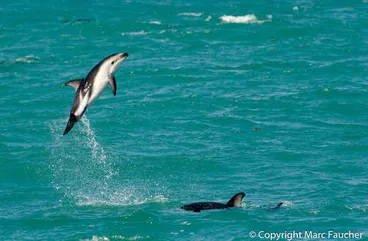 Image: Dusky Dolphin