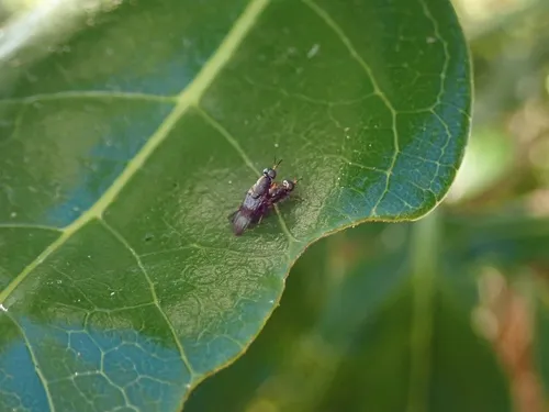 Dysbiota peregrina