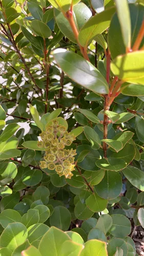 Metrosideros nervulosa