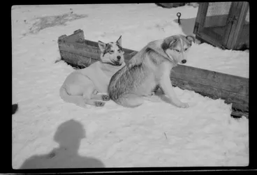 Image: Huskies outside, sitting on snow, near kennel area, probably Mount Cook area