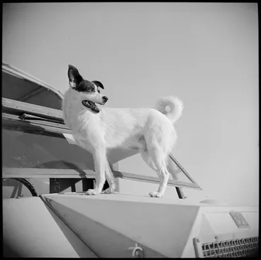 Image: Whisky, the canine mascot of 6 NZ Infantry Brigade, Egypt