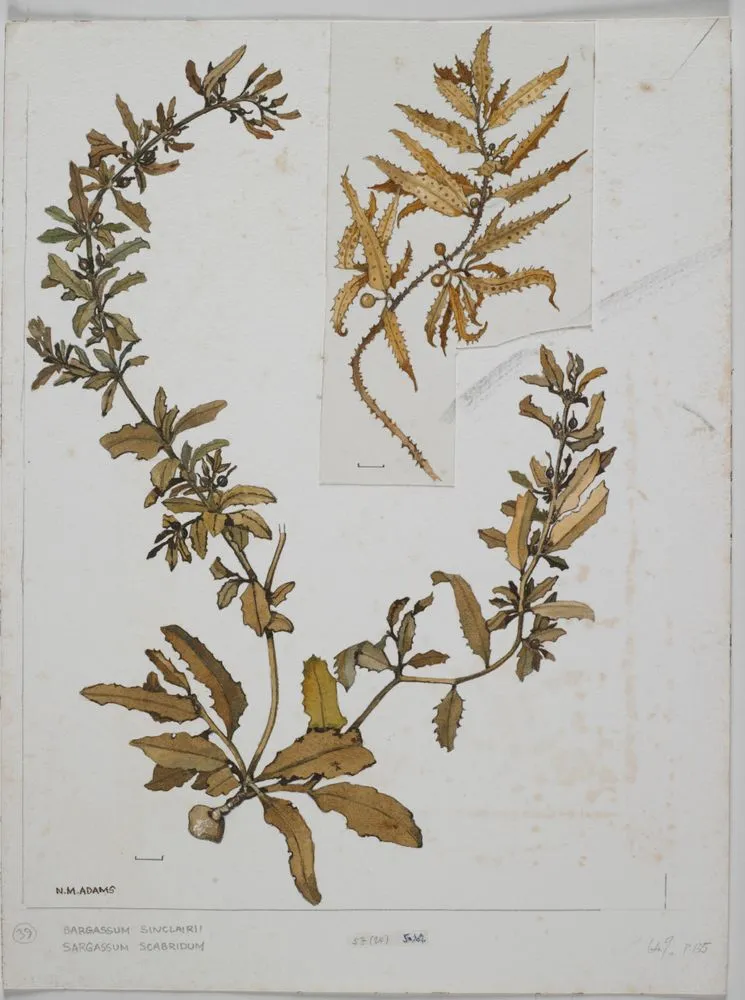 Watercolour illustration of Sargassum seaweed specimens, Plate 39 from 'Seaweeds of New Zealand'