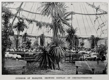 Image: Prize Collections at the Cambridge Chrysanthemum Society show