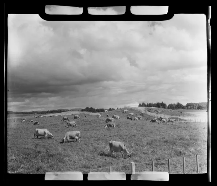Dairying at Tokoroa, South Waikato District