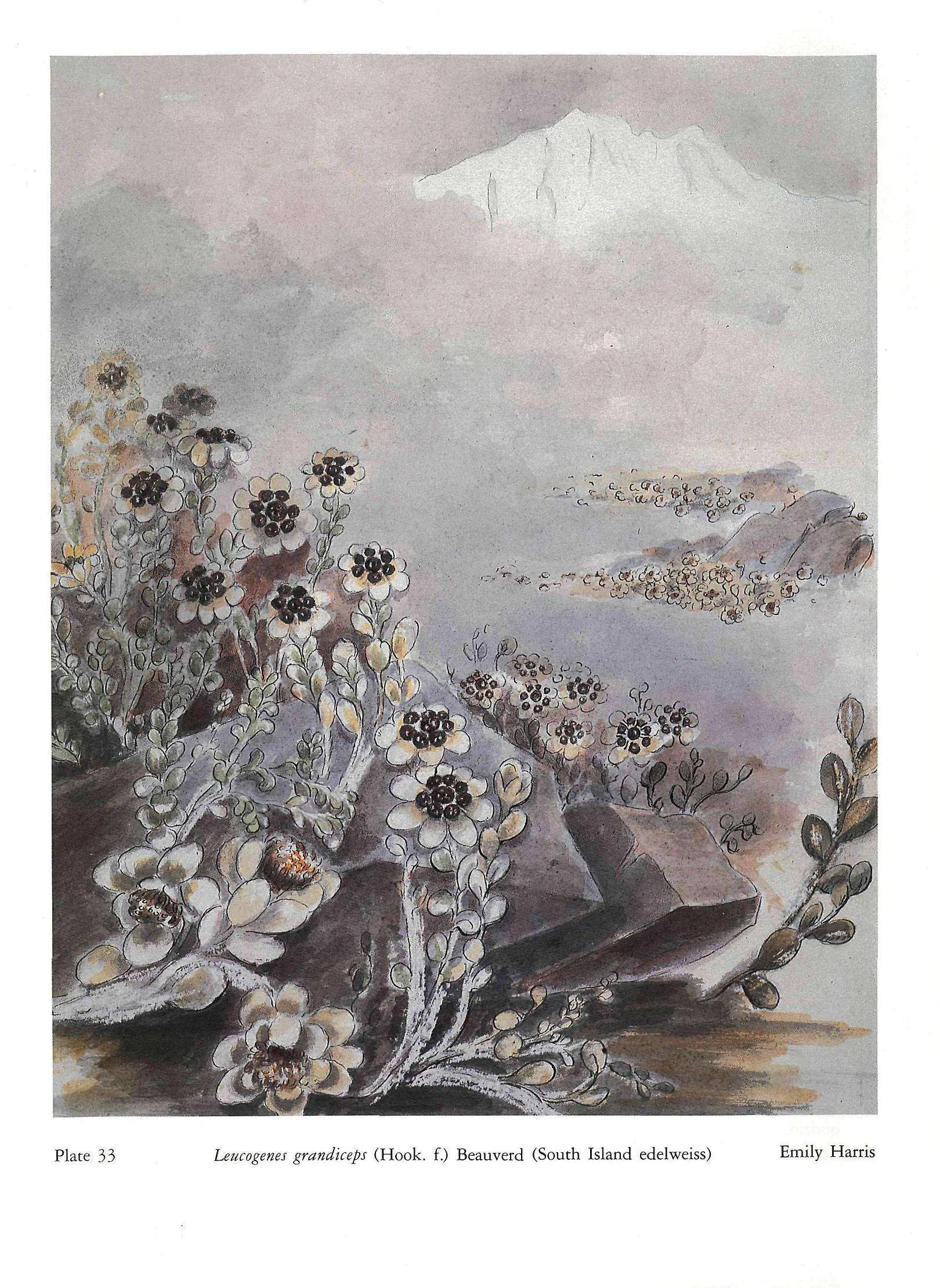 Plate 33 Leucogenes grandiceps (Hook, f.) Beauverd (South Island edelweiss) Emily Harris