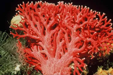 Image: Red coral
