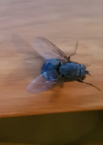 Blue Bottlefly