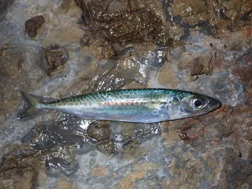 Image: Blue Mackerel