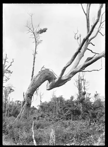 Image: Rata tree at Nihotupu, 1914