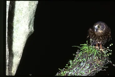 Image: Morepork (Ninox novaeseelandiae)