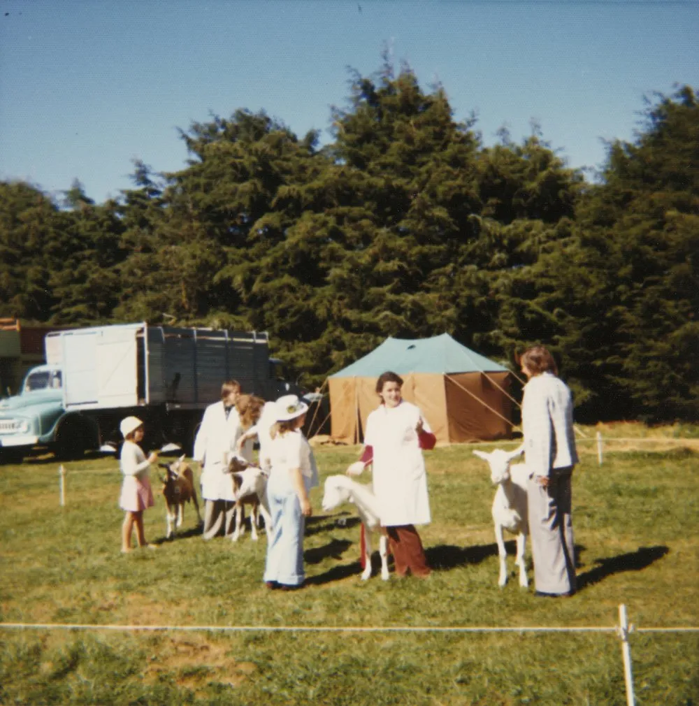 A & P show, 1976; goats being paraded for judging.