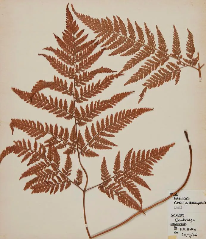 Creeping shield fern (Lastreopsis microsora subsp. pentangularis)