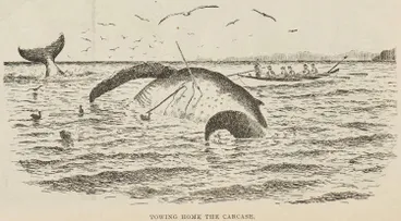 Image: Towing home the carcass