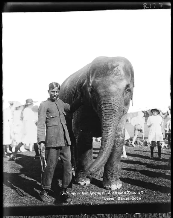 Jamuna and her keeper, Auckland Zoo, Western Springs