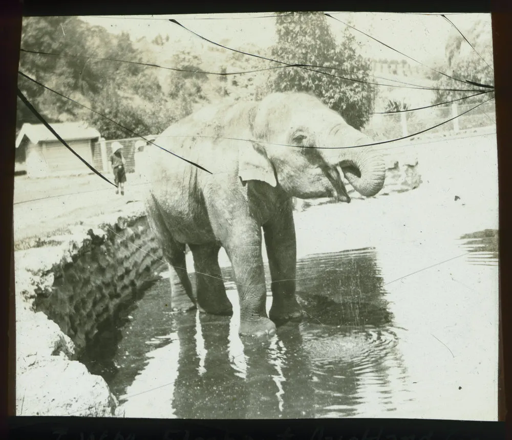 An elephant at Auckland Zoo