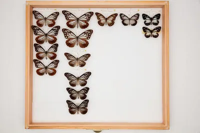 Parantica sita niphonica