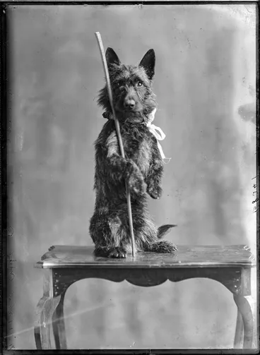 Image: Miss Barnett's dog, 1911