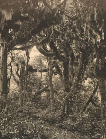 Image: The Goblin Bush