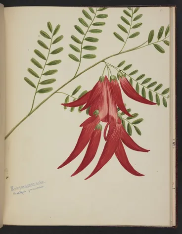Image: Burton, Clelia, 1878-1952 :Kowhaingatakaka. Clianthus puniceous. [ca 1900]
